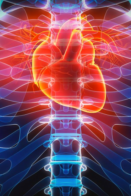 When heartbreak kills, blame the amygdala