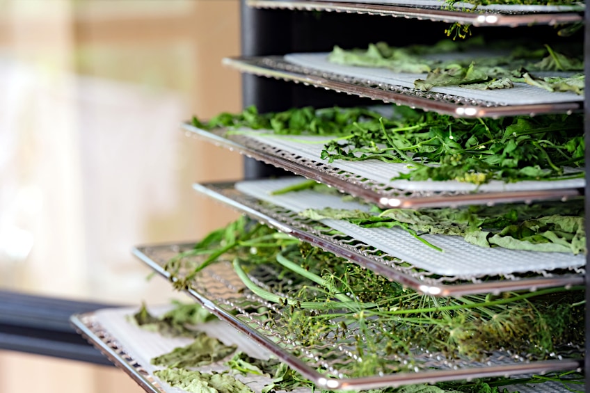 Dry Mint Leaves in Dehydrator