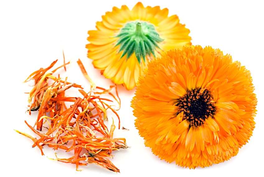 Fresh and Dried Calendula Flowers