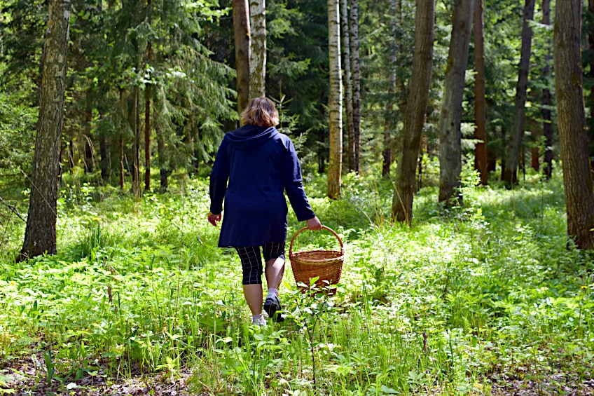 How to Forage for White Pine Needles